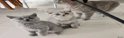 British Shorthair cats for sale: GCCF registered, ready to collect next week! - Advert 8