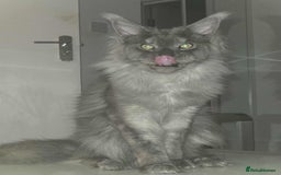 Maine Coon cats for sale: 2 years old Russian Male full active  - Image 4
