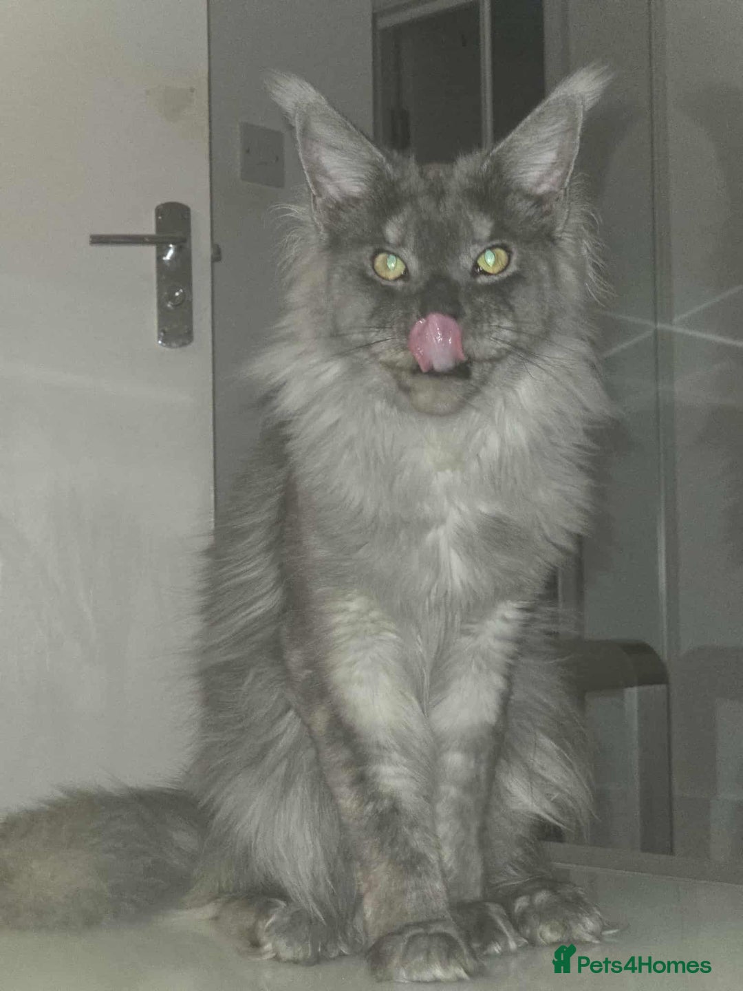 Maine Coon cats for sale: 2 years old Russian Male full active  - Image 4