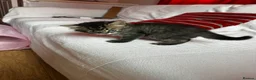 Mixed Breed cats for sale: Beautiful Tabby Kittens Looking for Loving Homes  in Dartford - Advert 10
