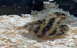 Quail poultry for sale:  Day old quail chicks  - Image 3