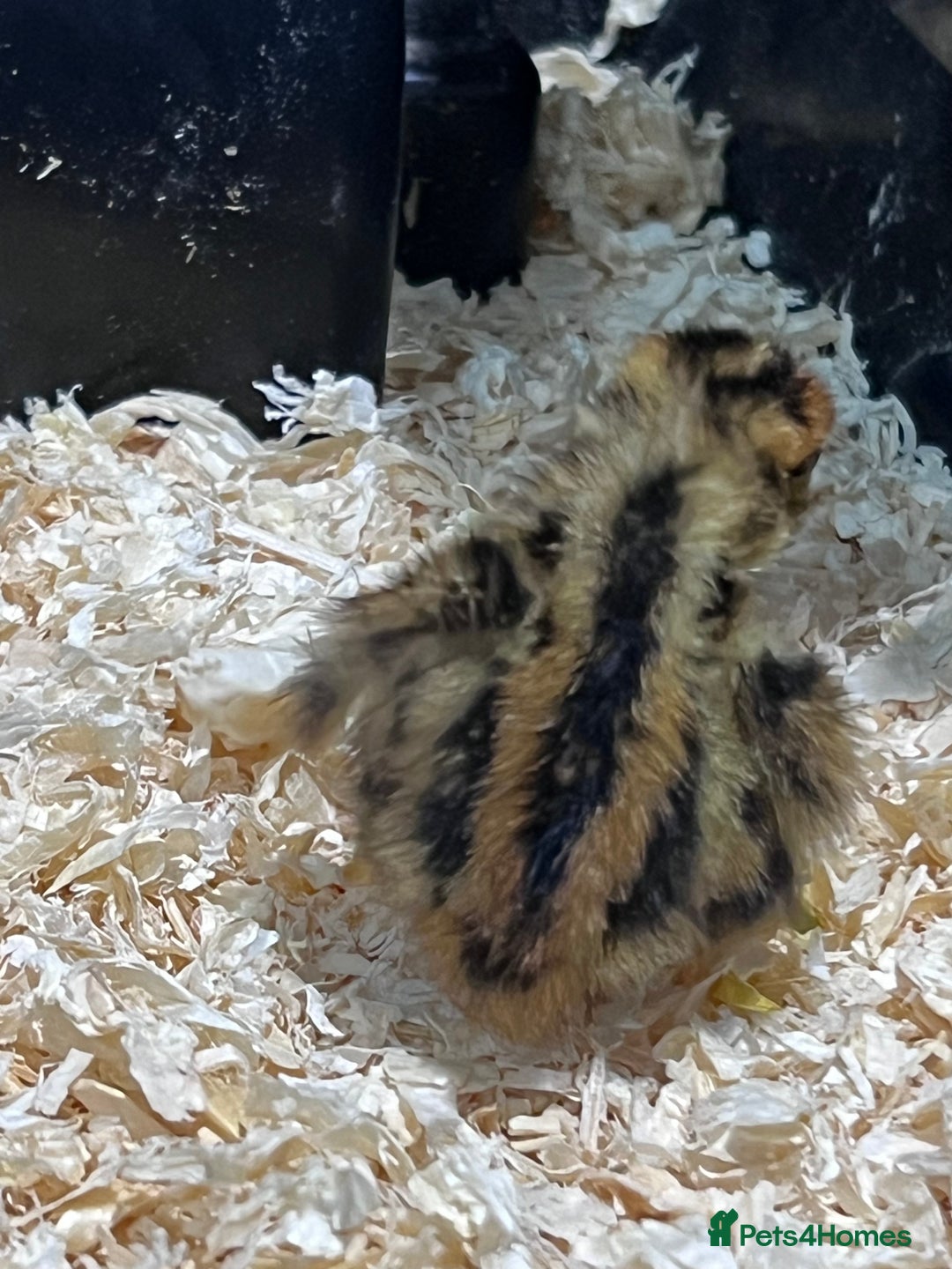 Quail poultry for sale:  Day old quail chicks  - Image 3