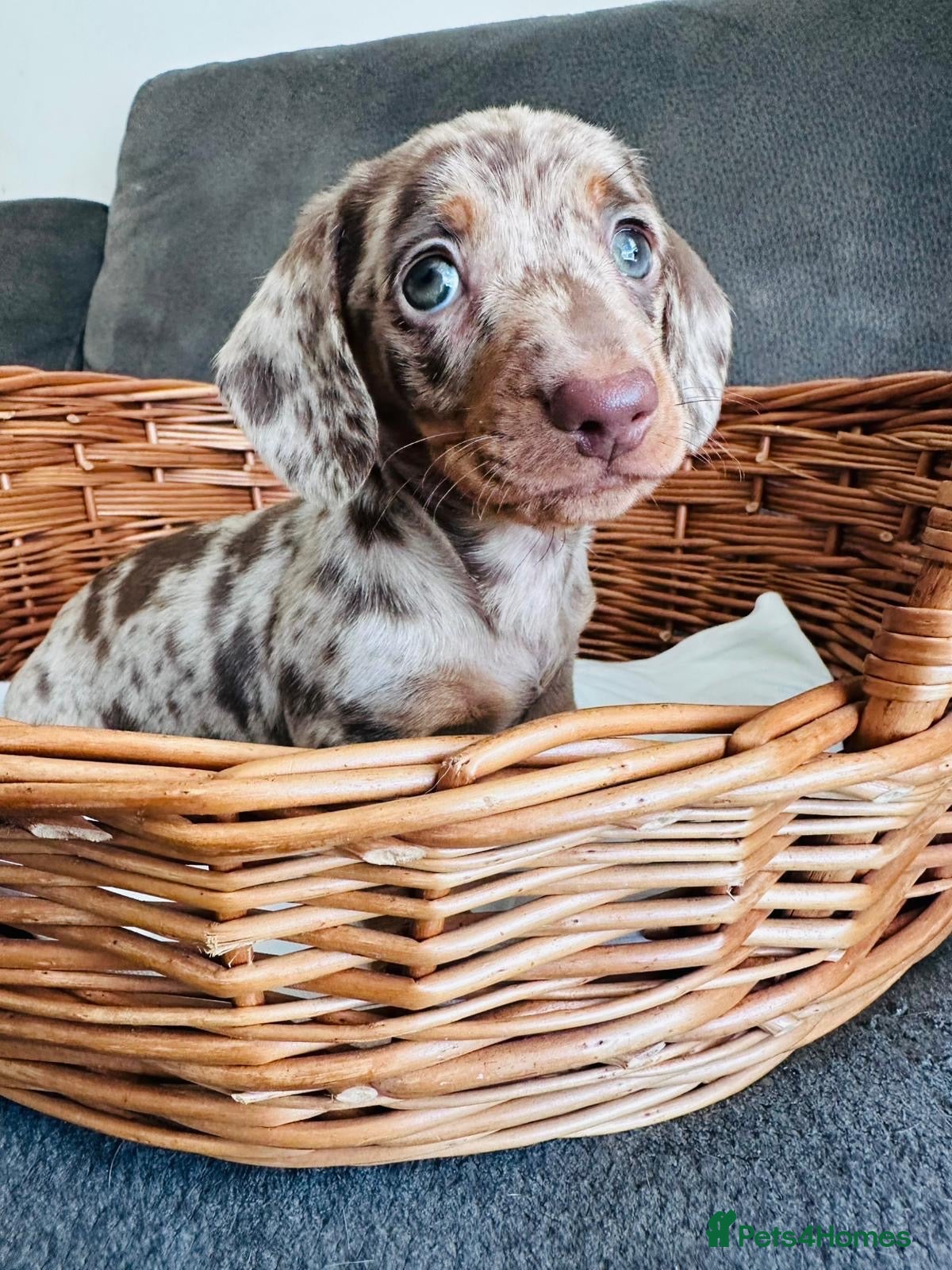 Miniature Dachshund dogs Miniature dapple dachshund puppies  - Advert 5