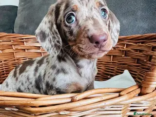 Miniature Dachshund dogs Miniature dapple dachshund puppies - Advert 3