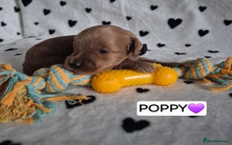 Cavapoo dogs for sale: 🧡 HEALTH TESTED F1B CAVAPOO  PUPPIES🧡 - Image 7