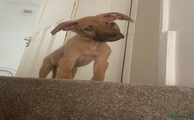 Mixed Breed dogs - Advert 1