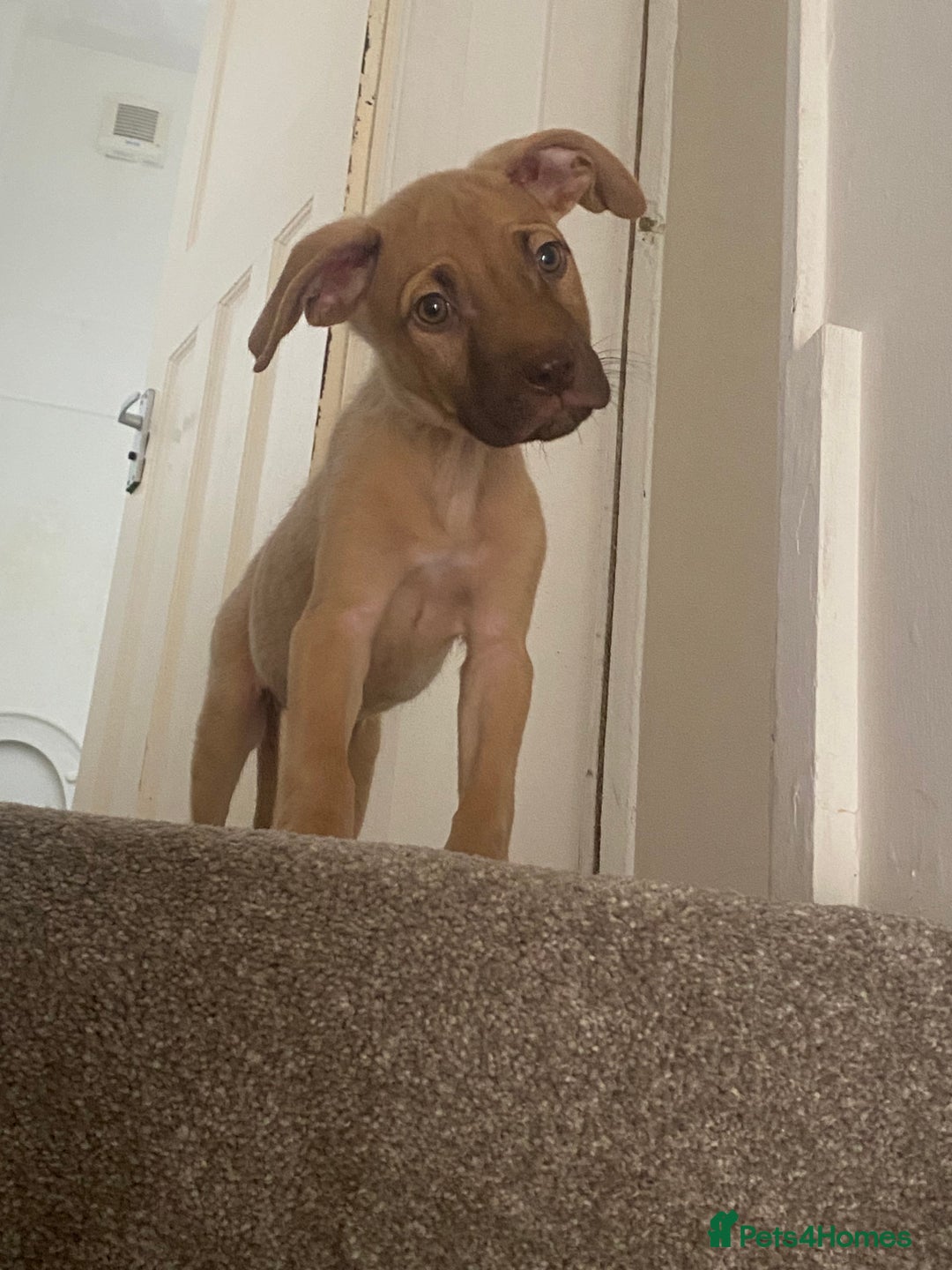 Mixed Breed dogs for sale: Mixed breed  - Image 1