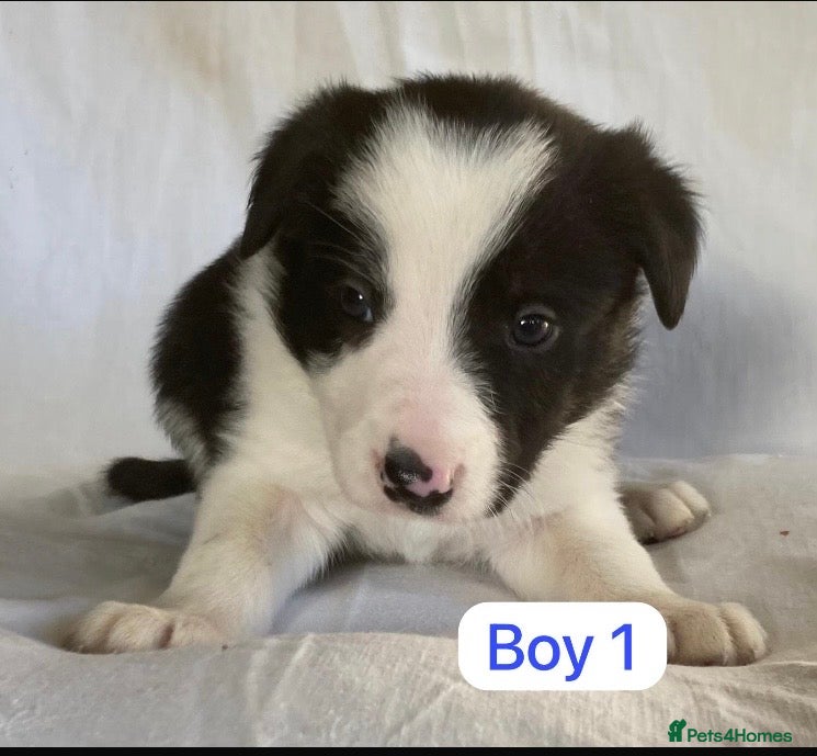 Border Collie dogs KC registered border collie puppies - Advert 3