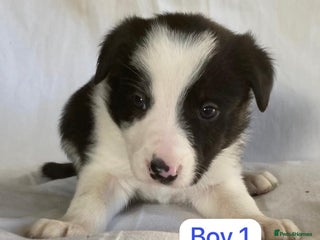 Border Collie dogs KC registered border collie puppies - Advert 3