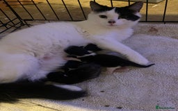 Mixed Breed cats for sale: Cat and kittens  - Image 12