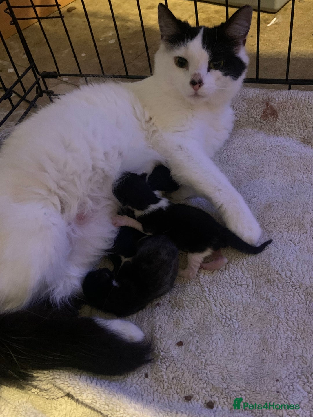 Mixed Breed cats for sale: Cat and kittens  - Image 12