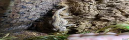 Gecko reptiles for sale: Make Gargolye Gecko and Bioactive Set Up in Wrexham - Advert 4