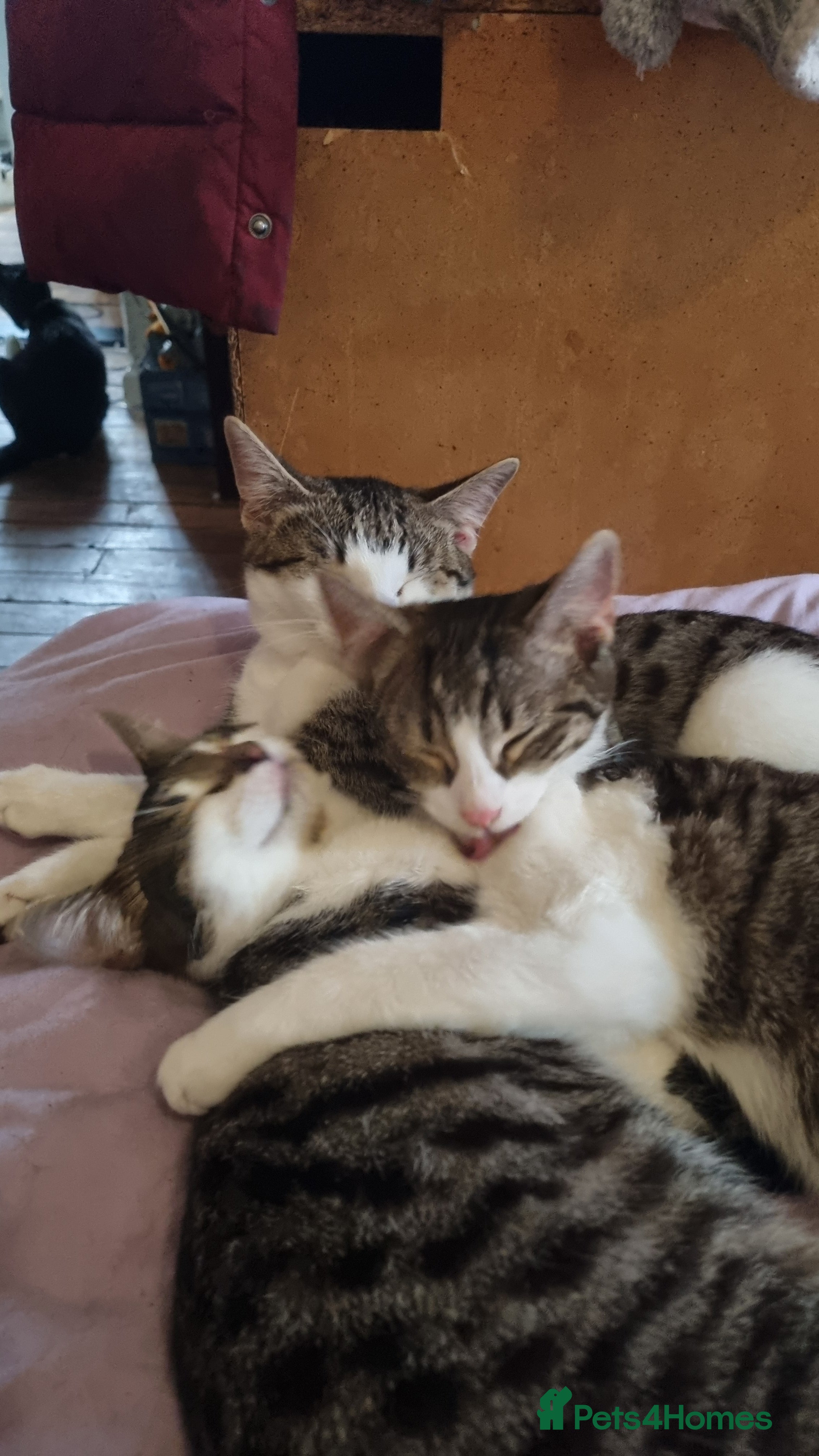 Domestic Shorthair cats 3 x Girls looking for new homes - Advert 7