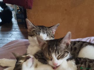 Domestic Shorthair cats 3 x Girls looking for new homes - Advert 3