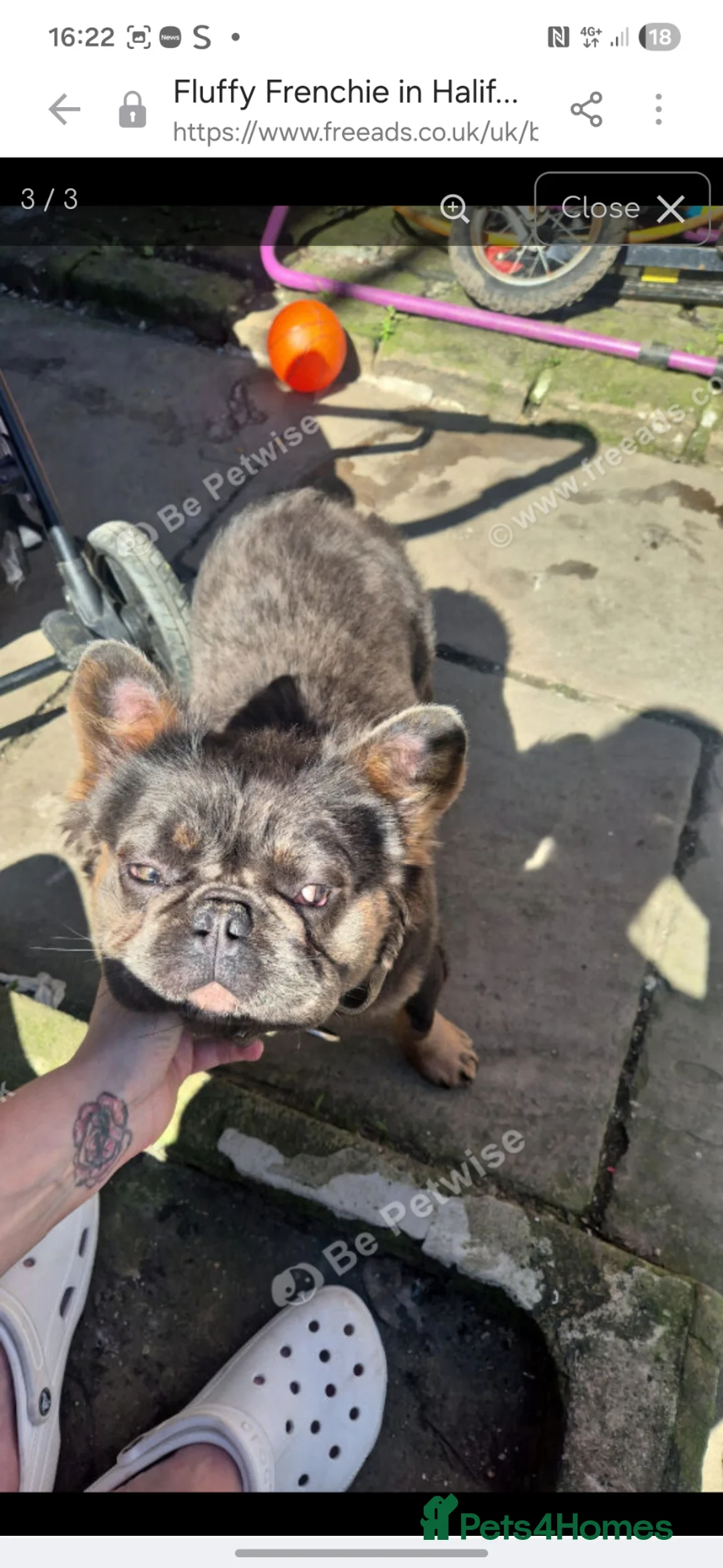 French Bulldog dogs for sale: Male fluffy frenchie for sale  - Advert 3