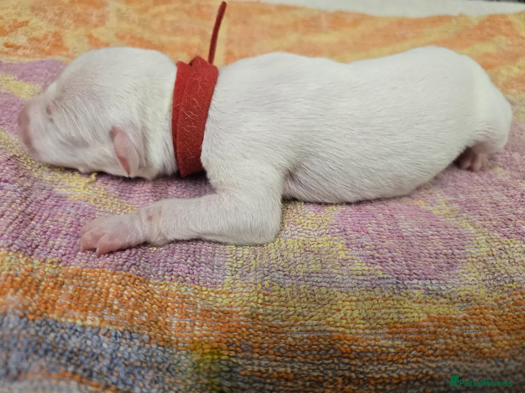 Mixed Breed dogs for sale: English pointer cross saluki/greyhound  - Advert 19