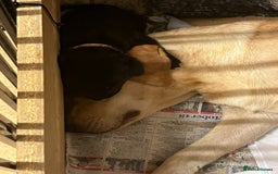 Mixed Breed dogs for sale: Black Shepherd Puppies - Advert 9