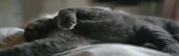 British Shorthair cats for stud: Aris – Handsome Blue Male Available for Stud - Advert 5