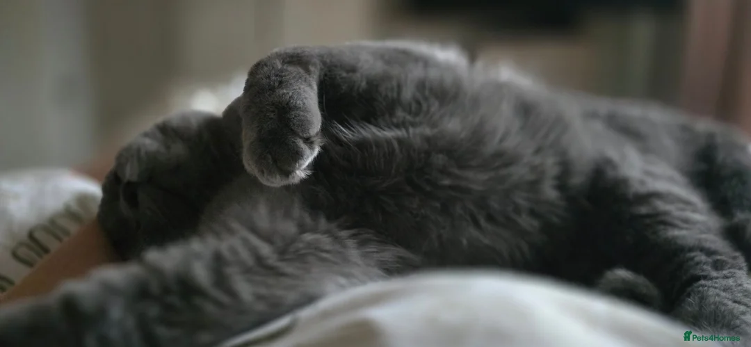 British Shorthair cats for stud: Aris – Handsome Blue Male Available for Stud - Advert 5