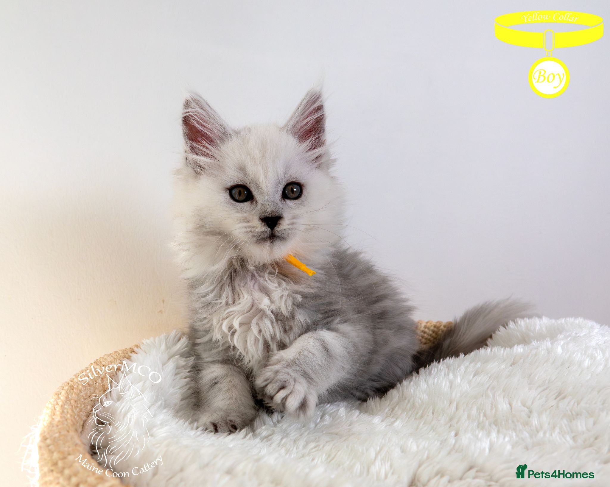 Maine Coon cats Stunning Maine Coon Kittens - Advert 1