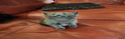 Mixed Breed cats for sale: Lovely 2 little ones  in Colchester - Advert 9