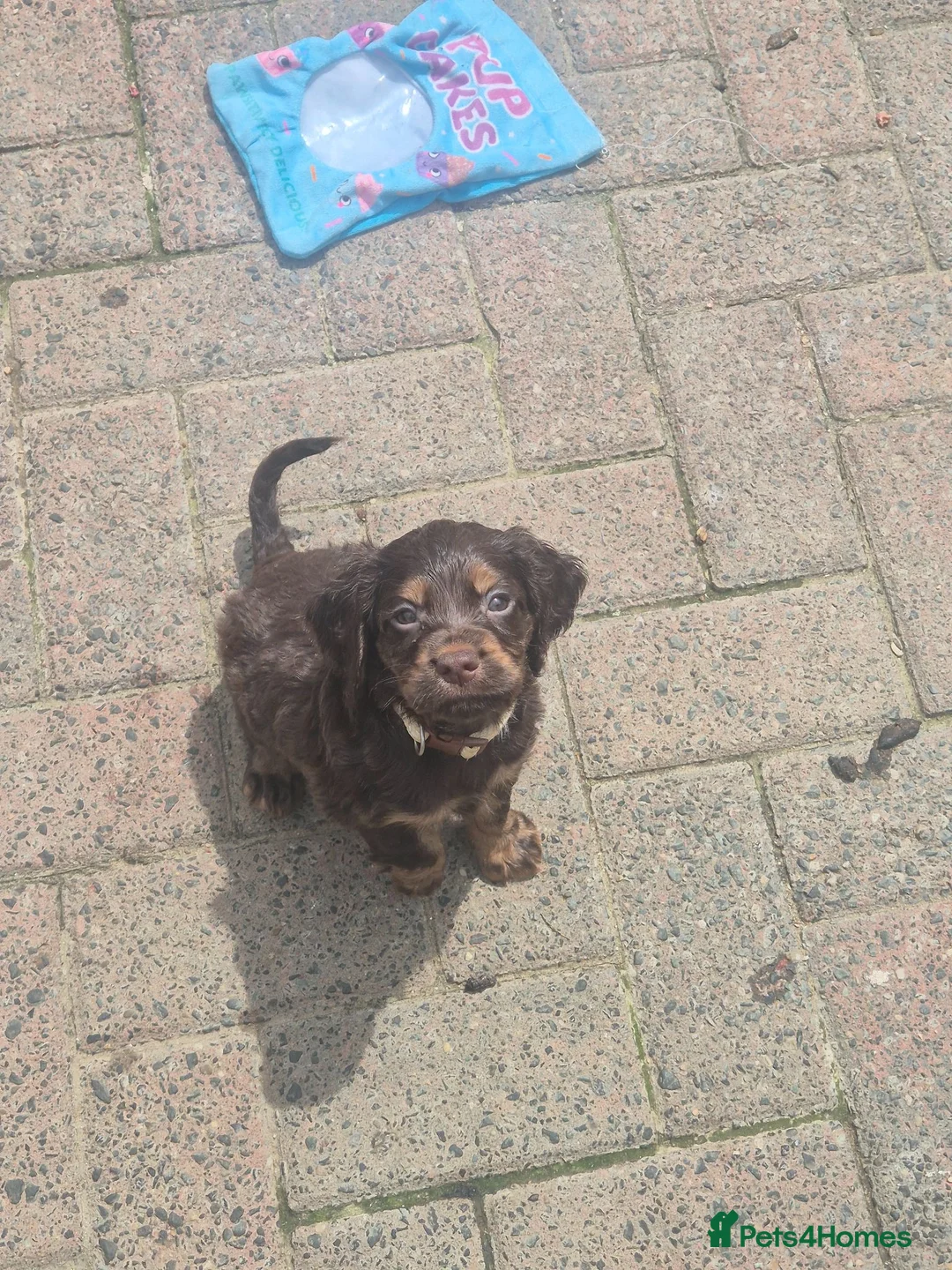 Cocker Spaniel dogs for sale: Working cocker pups - Advert 12