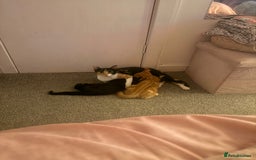 British Shorthair cats for sale: Black female kitten  - Advert 12