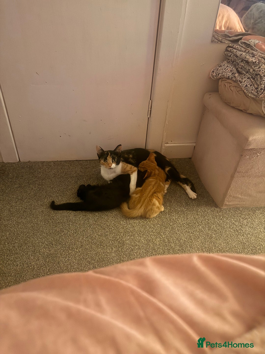 British Shorthair cats for sale: Black female kitten  - Advert 12