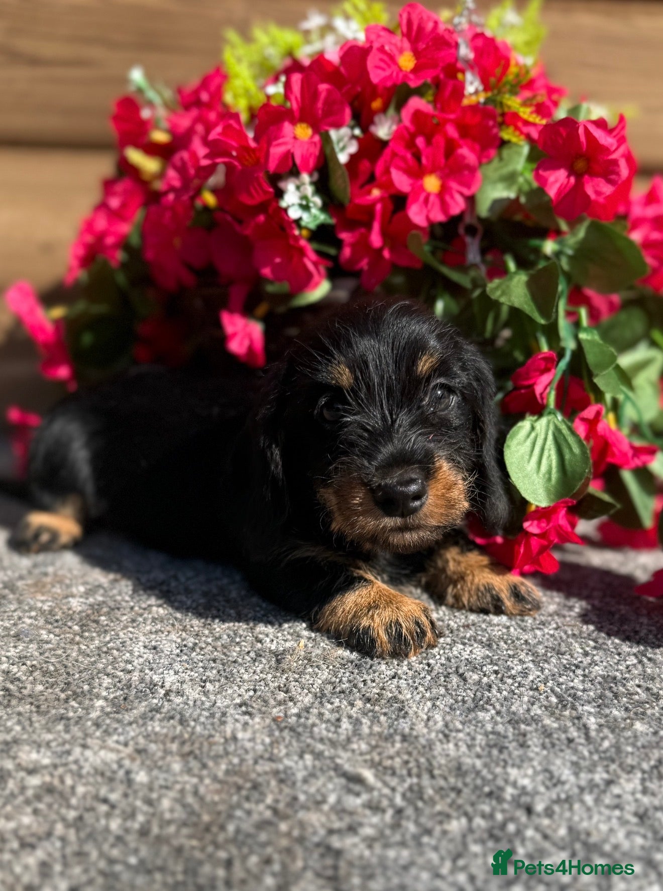 Miniature Dachshund dogs 🩷Beautiful Mini Wire Haired Dachshund Puppies🧡 - Advert 3