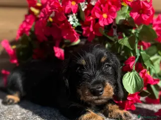 Miniature Dachshund dogs 🩷Beautiful Mini Wire Haired Dachshund Puppies🧡 - Advert 3