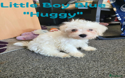 Maltese dogs for sale: 4 Beautiful Maltese Puppies looking for a home - Image 2