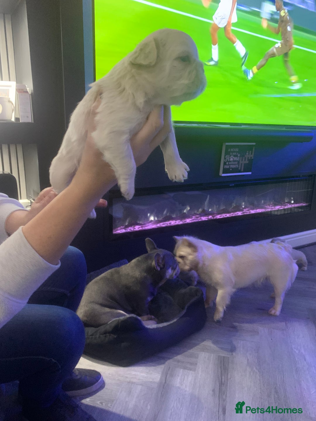 French Bulldog dogs for sale:  French Bulldog beautiful litter of boys and girls - Image 5