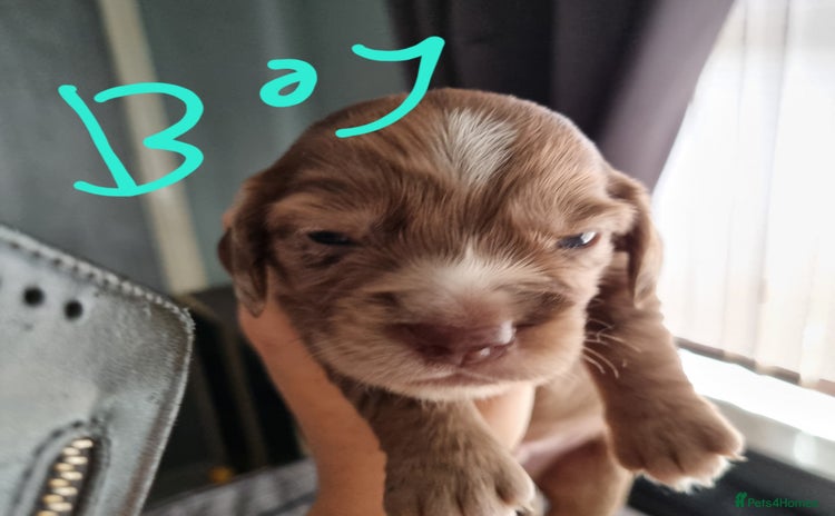 Mixed Breed dogs - Advert 15