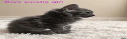 Maine Coon cats for sale: STUNNING MAINE COON KITTENS FOR SALE! - Advert 2