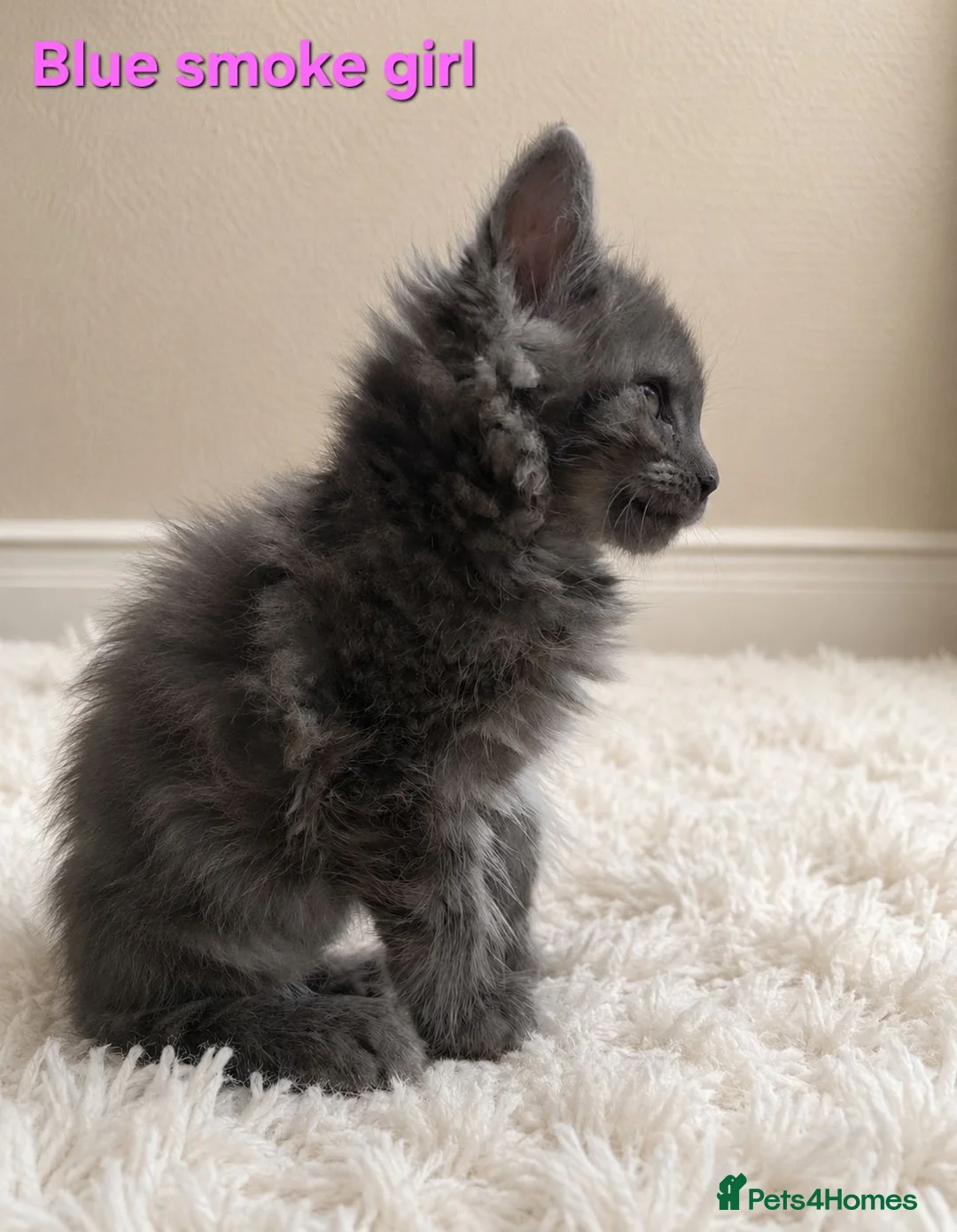 Maine Coon cats for sale: STUNNING MAINE COON KITTENS FOR SALE! - Advert 2