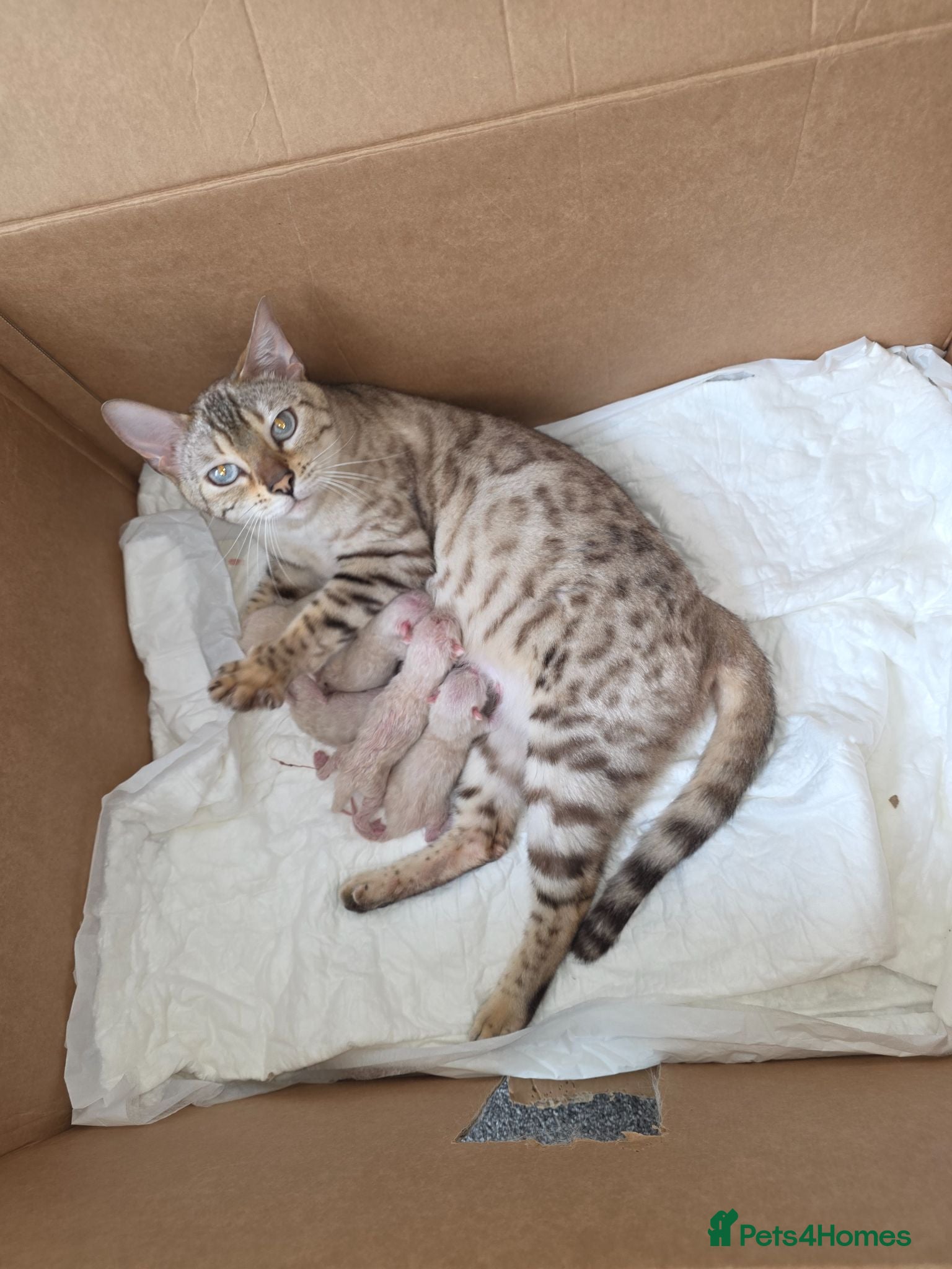 Bengal cats SNOW BENGALS TICA ACTIVE - Advert 4