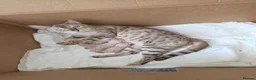 Bengal cats for sale: SNOW BENGALS TICA ACTIVE - Advert 1