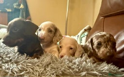 Dachshund dogs for sale: Beautiful Dachshunds - Image 3