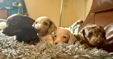 Dachshund dogs - Advert 5