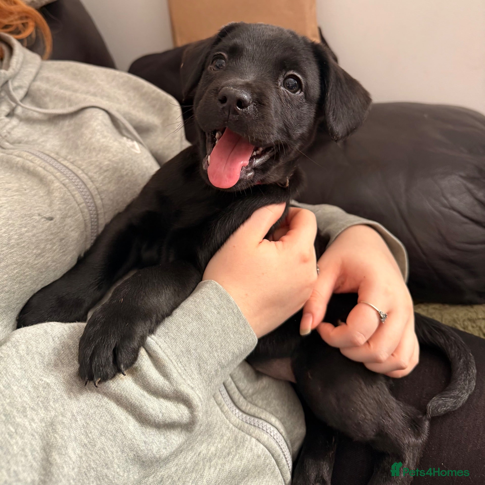 Mixed Breed dogs Reduced Fluffy frenchie x Labrador left. 1 girl - Advert 5