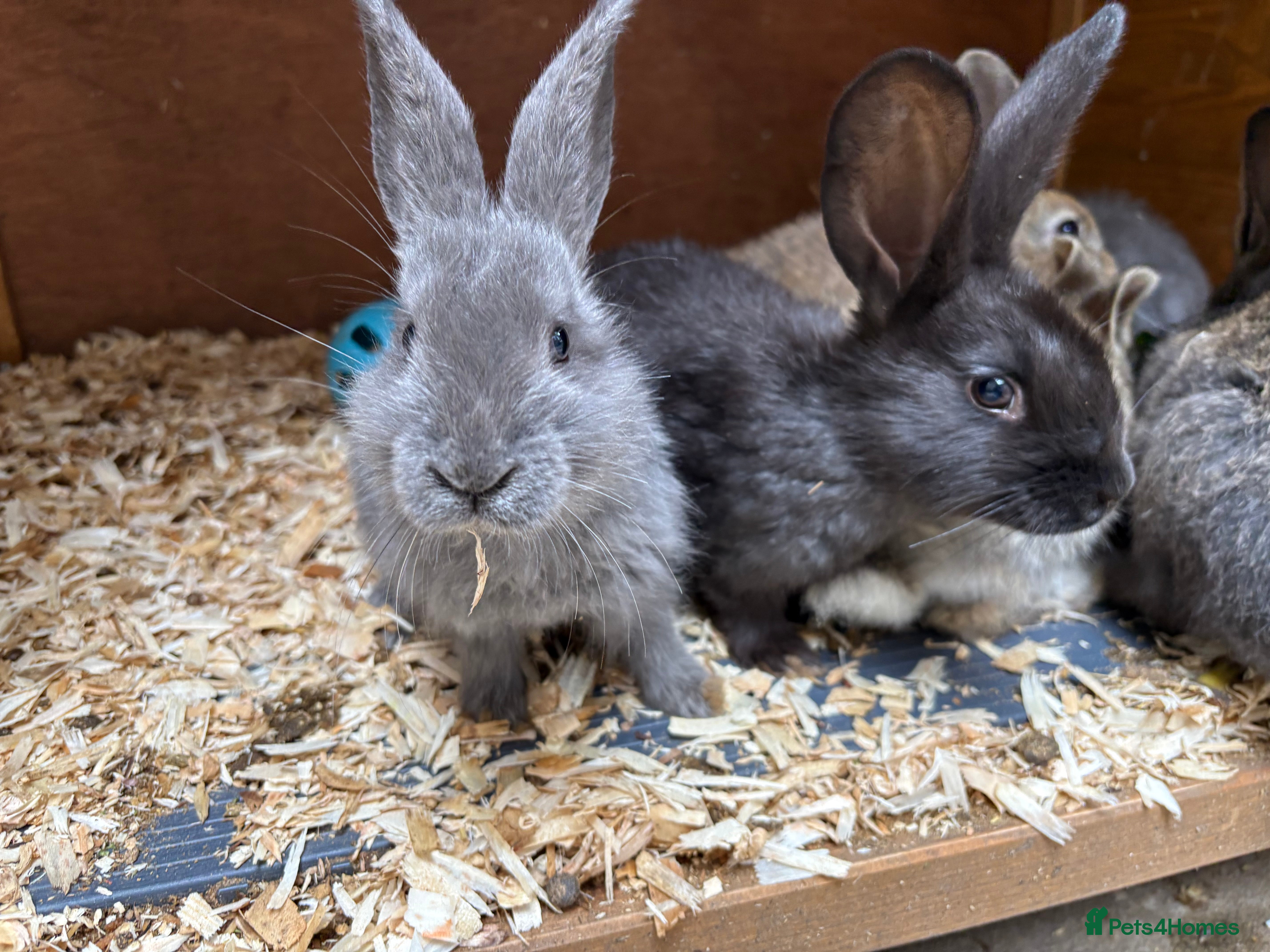 Mixed Breed rabbits Continental giant X - Advert 1