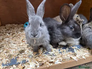 Mixed Breed rabbits Continental giant X - Advert 1