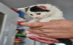 Mixed Breed cats for sale: Fluffy kittens for sale - Image 7