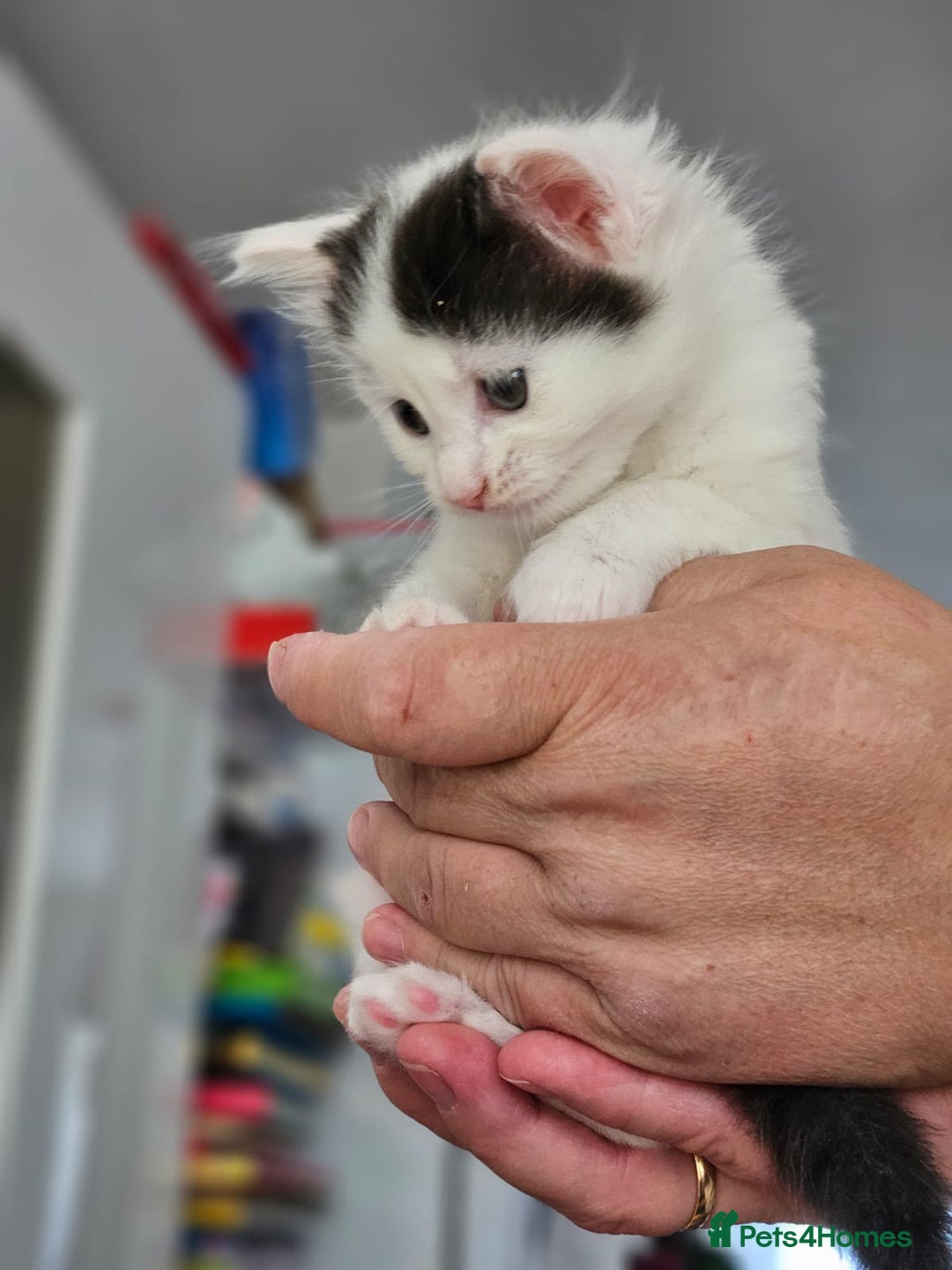 Mixed Breed cats for sale: Fluffy kittens for sale - Image 7