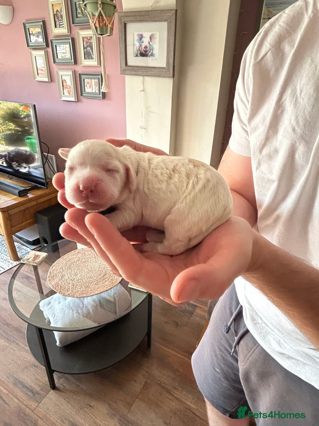 Cocker Spaniel dogs for sale: Beautiful Show Cocker Spaniels - Image 14