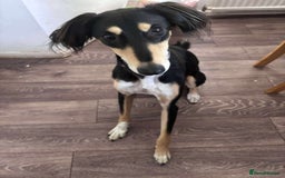 Saluki dogs for sale: Dookey the beautiful Saluki  - Image 1