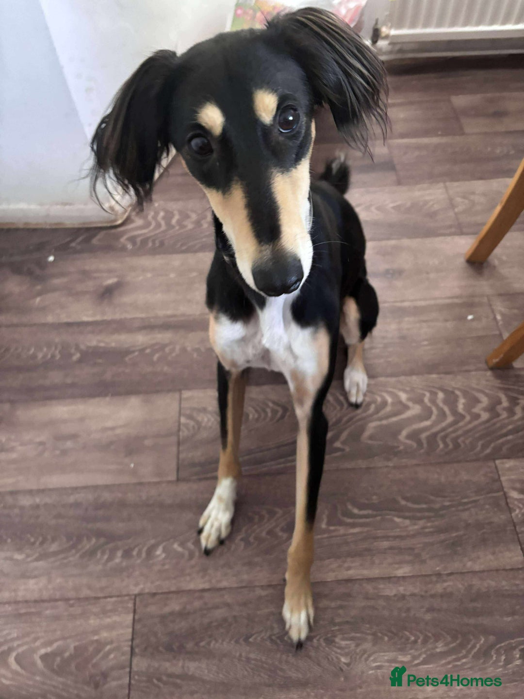 Saluki dogs for sale: Dookey the beautiful Saluki  - Image 1