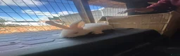 Continental Giant rabbits for sale: 5 Girl Continetal Giant - Advert 17