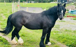 Welsh Section B horses for sale: Welsh pony for sale  - Image 2