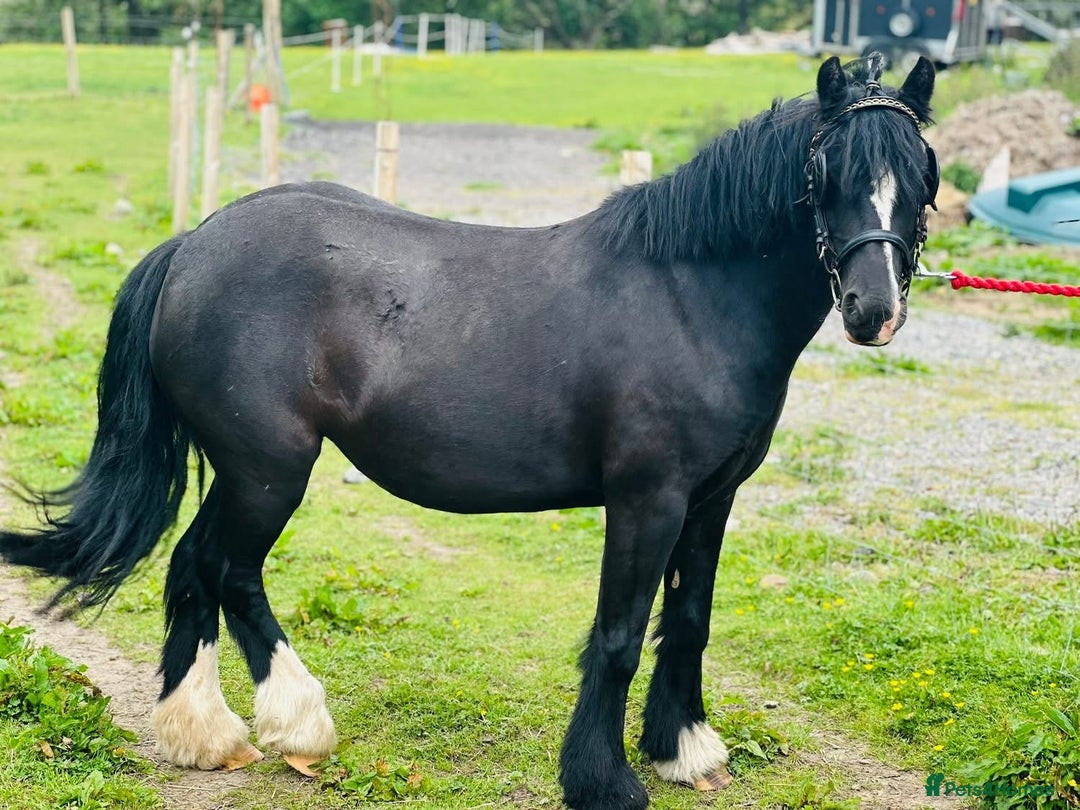 Welsh Section B horses for sale: Welsh pony for sale  - Image 2